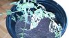 IMG_20150917_110256#1.jpg