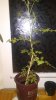 IMG_20150918_060553.jpg