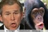 george-bush-chimp.jpg