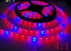 5m-5050-growing-LED-strip-light-red-blue-4-1-5-1-7-1-8-1.jpg