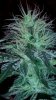 Week5Flower_111431.jpg