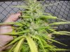 grow pics 026.jpg