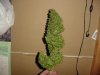 grow pics 113.jpg