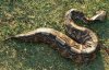 Venomous-Gaboon-Viper (12).jpg