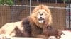 lion-dachshunds-nothero.jpg