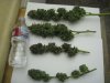 1ST HARVEST 009.jpg