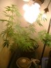 DSC02461.JPG