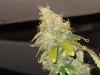 IMG_3828.jpg