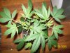 jan2909 022.jpg