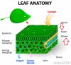 leaf-diagram.jpg