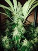 black domina day46.jpg