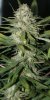 BlueDream-Day56-1.JPG