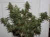 JTR-Harvest-Day57-1.JPG