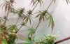 Defoliation - Cannabis Training Technqiue on Pinterest _ Cannabis, Bud ___.jpg