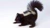 skunk-summer-problem-white-stripes_h.jpg