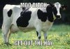 moo bitch.jpg