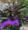 PurpleAurora_Front1-450x480.png