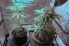 Grow1Day38.jpg