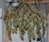 BlueRipper1-Day57-Harvest-4.JPG