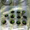 baby plants IMG_20160126_012719.jpg