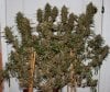 BlueRipper2-Day60-Harvest-1.JPG