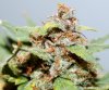 BlueRipper2-Day60-Harvest-3.JPG