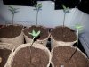 seedlings (2).jpg