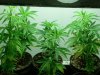 1-15-07 Clones all.jpg