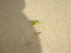 DSC04453.jpg