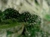 trichs 3 S20160204_007.jpg