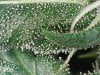 trichs 4 S20160204_001.jpg