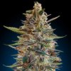 advanced-auto-blue-diesel-autoflowering-feminised-seeds_500.jpg