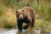 Brown Bear Best Shot.jpg