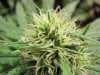 jack herer bud close IMG_5639.JPG