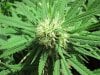 jack herer bud zoom out IMG_5640.JPG