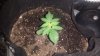 first grow 2.jpg