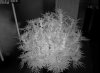 Camshot Flower Room Day19 02-15-2016-IR.jpg