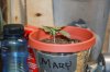 stelthgrower44-albums-first-grow-box-picture35022-mary-2-5-09.jpg