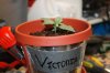 stelthgrower44-albums-first-grow-box-picture35025-victoria-2-5-09.jpg