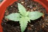 stelthgrower44-albums-first-grow-box-picture35027-victoria-3-2-5-09.jpg