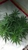 day 47 from seed feb 281.jpg