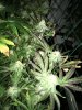 good bud shots 031.JPG