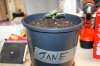 stelthgrower44-albums-first-grow-box-picture35285-jane-2-7-09-transplanted.jpg