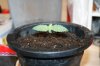 stelthgrower44-albums-first-grow-box-picture35296-youngin-2-7-09-transplanted.jpg