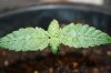 stelthgrower44-albums-first-grow-box-picture35297-youngin-2-2-7-09.jpg