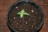 stelthgrower44-albums-first-grow-box-picture35282-experiment-2-7-09-transplanted.jpg