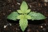 stelthgrower44-albums-first-grow-box-picture35283-experiment-2-2-7-09.jpg