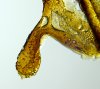 GorillaGlue4_rosin_net.jpg