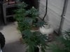 Bud Plants 005.jpg