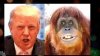 trump monkey.jpg